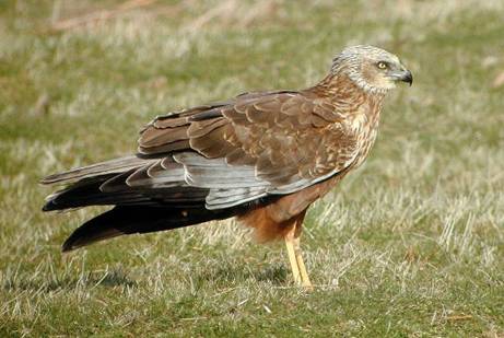 Busard des roseaux (c) LPO