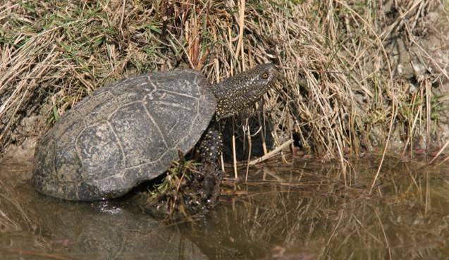 Cistude d'Europe (c) LPO