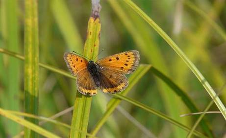 Cuivre des marais (c) LPO