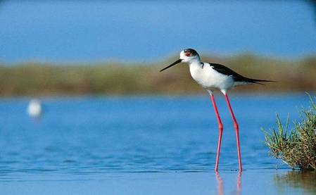 Echasse blanche (c) LPO