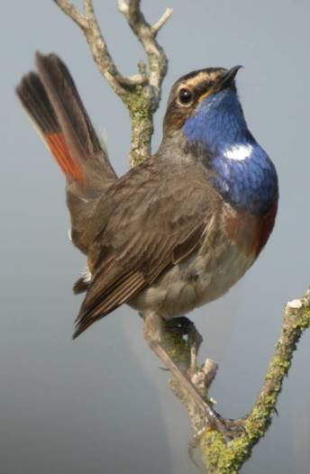 Gorgebleue de Nantes (c) LPO