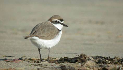 Gravelot à collier interrompu (c) LPO