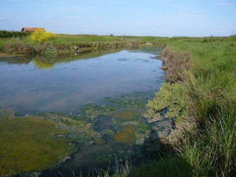 Habitat 1150 : Lagunes côtières (c) MC. Sicot