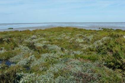 Habitat 1130 - Prés salés